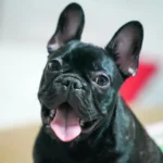 french bulldog dog insurance