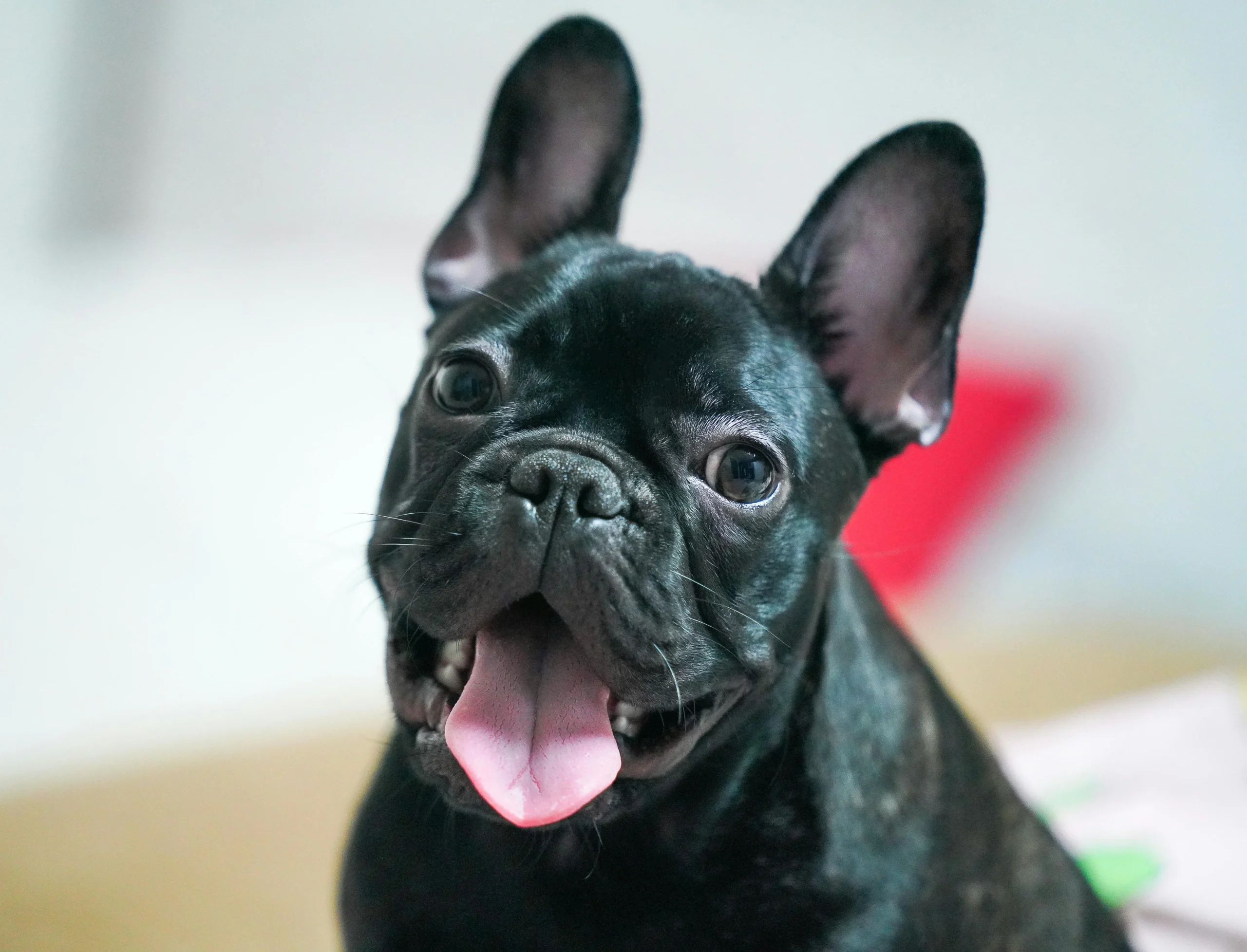 french bulldog dog insurance