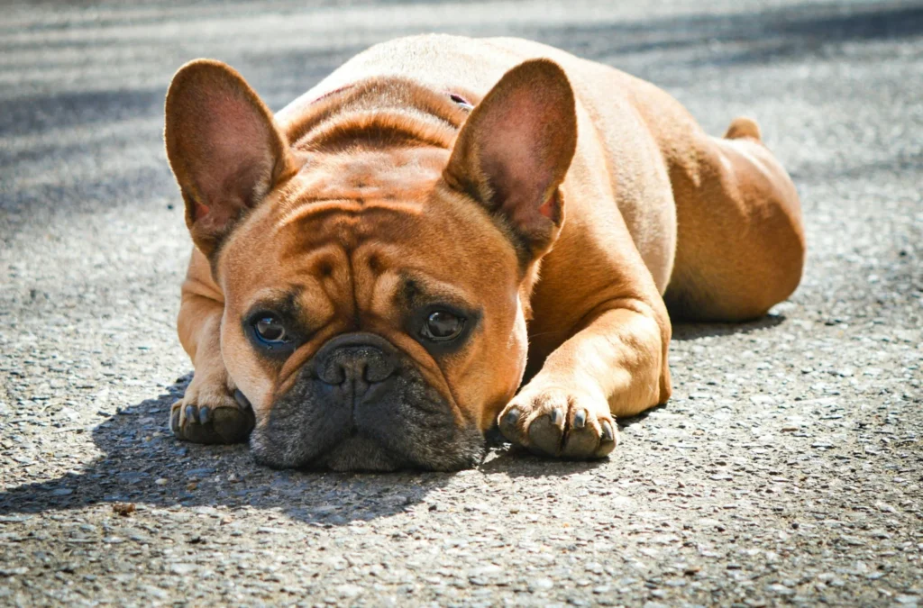 dog insurance for french bulldog