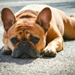 dog insurance for french bulldog